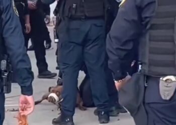 el miércoles, cuando más de 10 elementos del “Escuadrón de Operaciones Especiales” cerró la calle de Yucatán en la colonia Roma, no para enfrentar a una peligrosa banda criminal, sino para “someter” a un perro