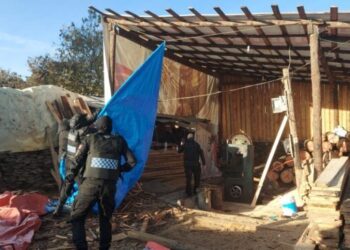 Desmantelan aserradero clandestino en Tlalpan