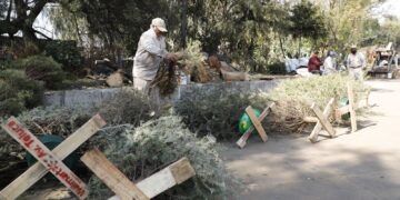 Con la finalidad de concretar acciones para preservar el medio ambiente, se terminó la trituración de 4 mil 17 árboles de navidad naturales recolectados en el programa “Árbol por Árbol” tras las fiestas de fin de año, informó la alcaldesa Lía Limón.