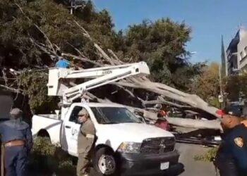 Cae árbol en calles de la Benito Juárez