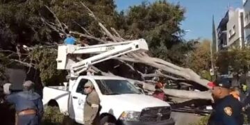 Cae árbol en calles de la Benito Juárez