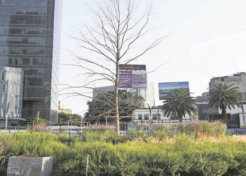 Ahuehuete que estaba en Reforma ya está sembrado en Vivero Nezahualcóyotl: Sheinbaum