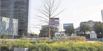 Ahuehuete que estaba en Reforma ya está sembrado en Vivero Nezahualcóyotl: Sheinbaum