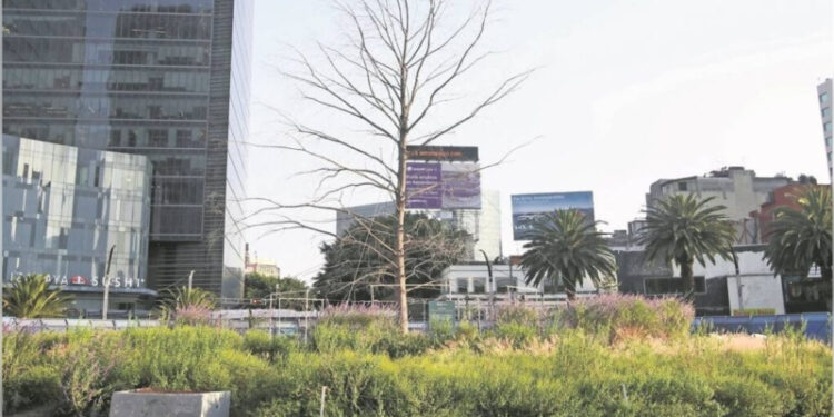 Ahuehuete que estaba en Reforma ya está sembrado en Vivero Nezahualcóyotl: Sheinbaum