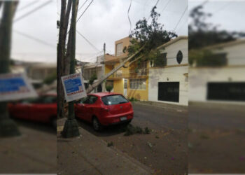 Van 14 árboles derribados por fuertes vientos en CDMX