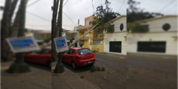 Van 14 árboles derribados por fuertes vientos en CDMX