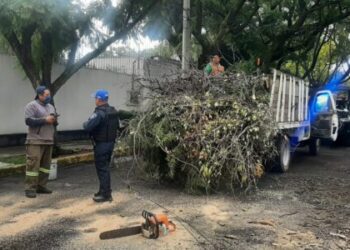 Continuará reforestación urbana en Coyoacán