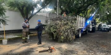 Continuará reforestación urbana en Coyoacán