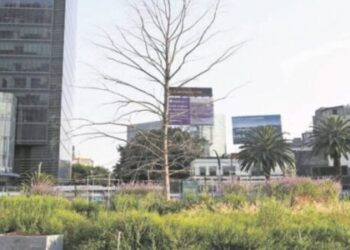 A principios de mayo estará ya plantado nuevo ahuehuete sobre Paseo de la Reforma: Marina Robles