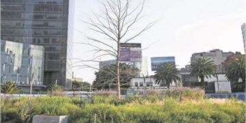 A principios de mayo estará ya plantado nuevo ahuehuete sobre Paseo de la Reforma: Marina Robles