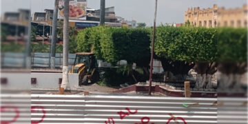 Alcaldesa de Tapachula es taladora de árboles