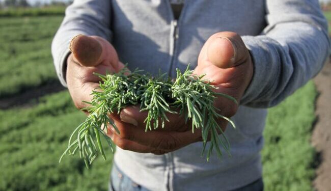 Promueve Sedema consumo de ‘romeritos’ producidos en CDMX