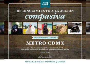 Metro recibe reconocimiento de PETA tras salvar gallina de las vías en L 9