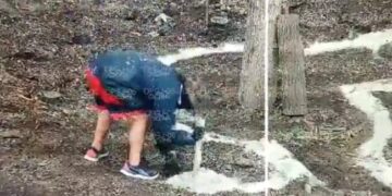 Reforzará GCDMX vigilancia para el Ahuehuete de Reforma