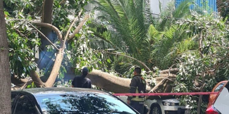 Árbol de 20 metros cae en la BJ y aplasta 4 autos