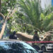 Árbol de 20 metros cae en la BJ y aplasta 4 autos