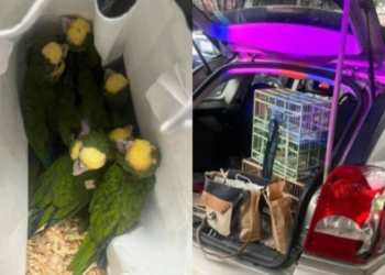 Capturan a sujeto por venta de aves exóticas en ÁO