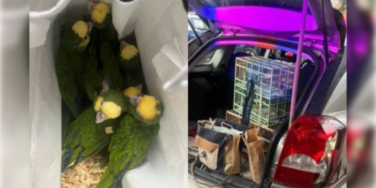Capturan a sujeto por venta de aves exóticas en ÁO
