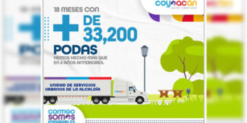 Van más de 33 mil 200 podas realizadas en Coyoacán