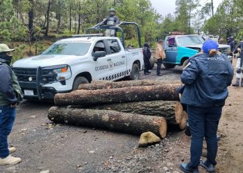 En el caso de la tala ilegal de árboles, gracias a una sólida estrategia con los gobiernos capitalinos y federal, el gobierno de la Alcaldesa Gabriela Osorio Hernández ha logrado erradicar 50 puntos de tala ilegal y desmantelado 14 aserraderos clandestinos.