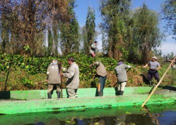 Tras ser abandonados por administraciones anteriores, la alcaldesa Circe Camacho Bastidas ya se fijó la meta de limpiar lo mejor que se pueda los 180 kilómetros de canales de la zona lacustre de Xochimilco, que son Patrimonio Cultural de la Humanidad desde 1987.  FOTO: Especial