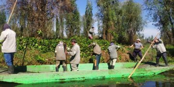 Tras ser abandonados por administraciones anteriores, la alcaldesa Circe Camacho Bastidas ya se fijó la meta de limpiar lo mejor que se pueda los 180 kilómetros de canales de la zona lacustre de Xochimilco, que son Patrimonio Cultural de la Humanidad desde 1987.  FOTO: Especial