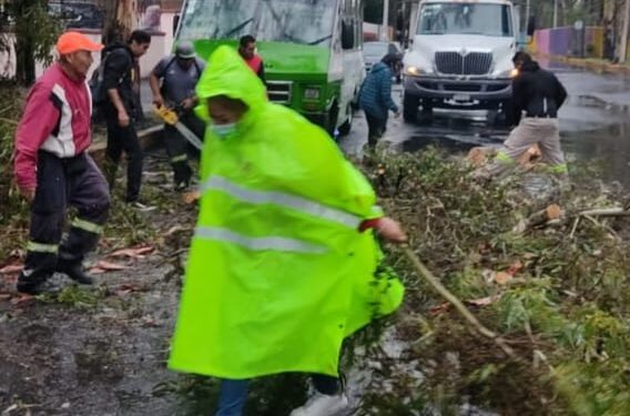 Atiende Coyoacán emergencia por lluvias con ráfagas de viento atípicas