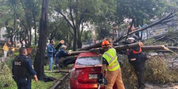 Atiende Coyoacán emergencia por lluvias y ráfagas de viento atípicas