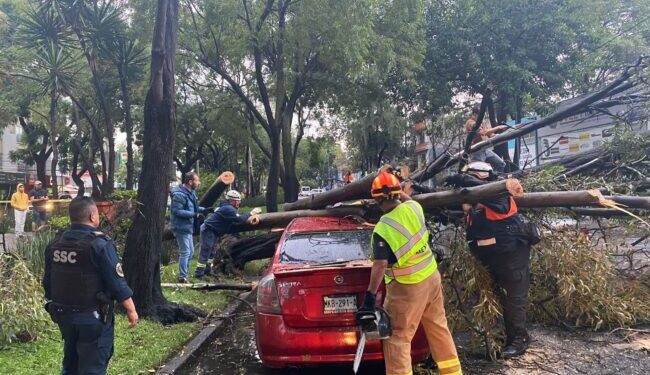 Atiende Coyoacán emergencia por lluvias y ráfagas de viento atípicas