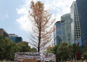 Segundo ahuehuete de Reforma podría morir: especialistas