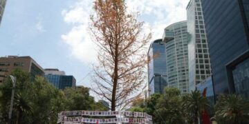 Segundo ahuehuete de Reforma podría morir: especialistas