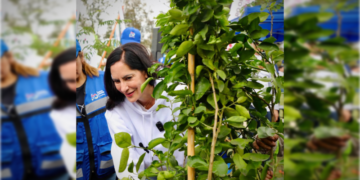Rebasamos la meta de sembrar 3 mil árboles este año: Lía Limón