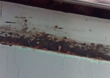 Denuncian  usuarios plaga  de chinches en Línea A del Metro