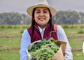 Tláhuac principal productor de romeritos, inicia cosecha navideña