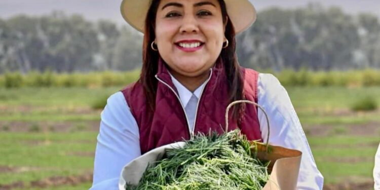 Tláhuac principal productor de romeritos, inicia cosecha navideña