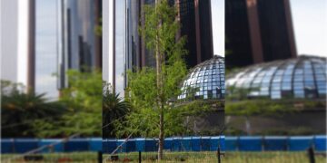 La confrontación entre Claudia Sheinbaum y su sucesor en la CDMX, Martí Batres, va más allá de la disputa por el poder. Hasta el ego interviene. Batres presumió en sus redes sociales que el ahuehuete de Reforma está “más verde que nunca en pleno invierno”. FOTO: X / Martí Batres