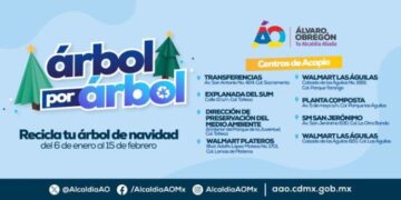 Continúa  Alcaldía ÁO acopio de árboles de navidad