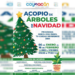Continúa el acopio de árboles de navidad en Coyoacán