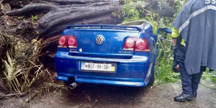Cae árbol sobre auto en colonia Nápoles; mujer muere y su bebé sobrevive.