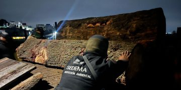 Combate CDMX la tala clandestina y desmantela aserradero