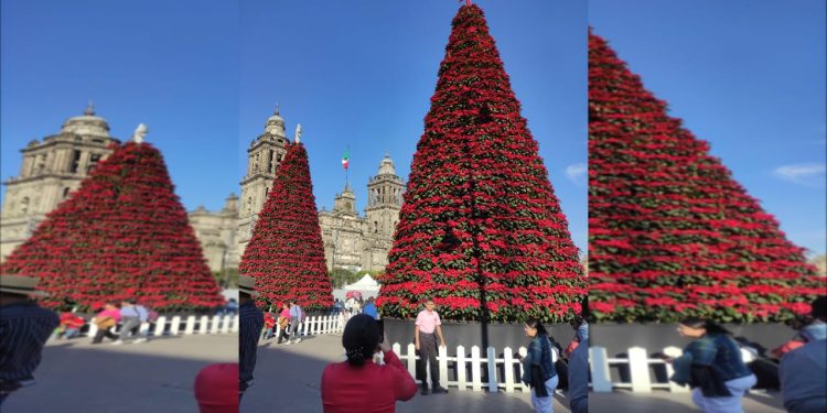 Árboles de Navidad de 10, 12 y 14 metros de altura, cubiertos por 7 mil 200 macetas de flores de nochebuena cultivadas en invernaderos y chinampas de Xochimilco