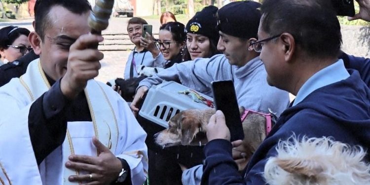 Habitantes de Xochimilco mantienen viva la tradición de llevar a bendecir a sus animales de compañía y de granja en el marco del día de San Antonio Abad, considerado como protector de los animales. FOTO: Especial
