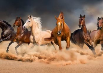 Alondra vivía en el último pueblo antes del bosque sin nombre, un rincón del mundo que muchos evitaban y del cual sólo se hablaba en susurros. Tenía doce años, una mirada que parecía contener preguntas sin respuesta, y un colgante antiguo que su abuela le había dejado antes de desaparecer misteriosamente una década atrás. FOTOS: iStockphoto