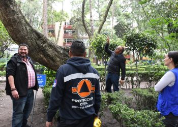 Con el objetivo de prevenir incidentes durante la temporada de lluvias y proteger la integridad de vecinos y visitantes, la alcaldía Benito Juárez, por instrucciones del alcalde Luis Mendoza, dio inicio a la verificación del arbolado en riesgo en el Parque Pascual Ortiz Rubio en la colonia del Valle. FOTO: Especial