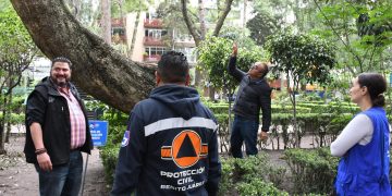Con el objetivo de prevenir incidentes durante la temporada de lluvias y proteger la integridad de vecinos y visitantes, la alcaldía Benito Juárez, por instrucciones del alcalde Luis Mendoza, dio inicio a la verificación del arbolado en riesgo en el Parque Pascual Ortiz Rubio en la colonia del Valle. FOTO: Especial