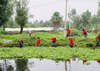 La alcaldesa Circe Camacho Bastida, la Alcaldía Xochimilco puso en marcha un programa intensivo de limpieza de canales y retiro de lirio acuático, como parte de una estrategia integral para recuperar el sistema de canales de la zona chinampera.