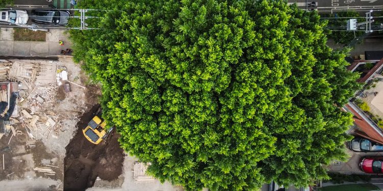 Vecinos de BJ acusan de ecocidio a inmobiliaria ‘Núcleo Urbano’ 