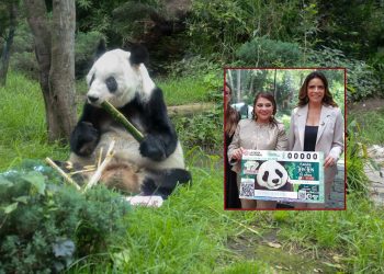 La jefa de Gobierno, Clara Brugada Molina encabezó la develación del billete de la Lotería Nacional “Panda Xin Xin 35 años” con lo que se otorga un reconocimiento a la osa gigante de 35 años de edad –equivalentes a más 100 de humano–, siempre viviendo en el Zoológico de Chapultepec. FOTOS: Especial