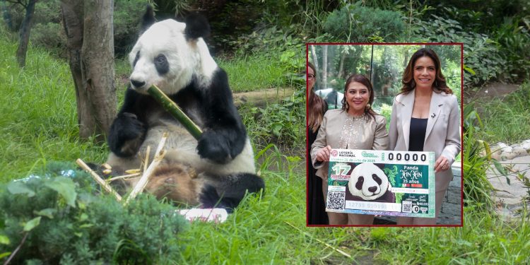 La jefa de Gobierno, Clara Brugada Molina encabezó la develación del billete de la Lotería Nacional “Panda Xin Xin 35 años” con lo que se otorga un reconocimiento a la osa gigante de 35 años de edad –equivalentes a más 100 de humano–, siempre viviendo en el Zoológico de Chapultepec. FOTOS: Especial