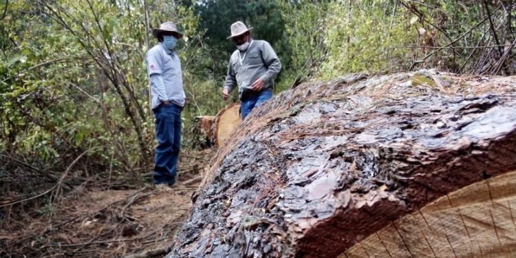 FOTO: Temática, archivo Movimiento Tipilaltepemeh